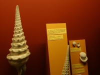 quelques autres fossiles