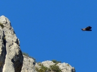 11-11 Vallée de la Jonte: Atterrissage du vautour fauve de 18h00