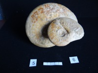 Ammonites 5 : Graphoceras concavum - Aalénien sup. 6 : graphoceras fallax