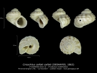 GA33-15 Cirsochilus caillati caillati