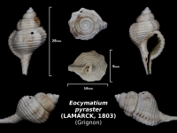 Eocymatium pyraster