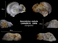Spondylus radula