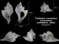Timbellus crenulatus tricarinatus
