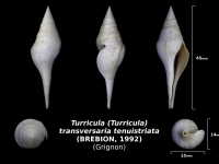 Tirricula (Turricula) transversaria tenuistriata