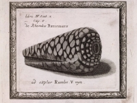 Rhombis reticulatis (conus marmoreus) - the Royal Society London