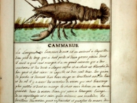 La Langouste - Histoire Naturelle des Animaux- Elie Richard 1700 - extrait du site Curiositas