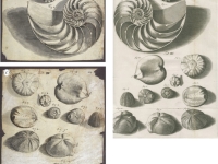 Dessin de la main de Hooke (a) et (c) : nautiles fossiles à comparer avec la planche précédente, oursins fossiles - crédit British Library