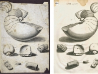 Dessin de Richard Waller (a) : nautile et bois fossiles - crédit British Library