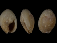 Arcularia gibbosula, coquillage perforé - grotte Skhul, Israél - datation autour de -100 000 ans BP