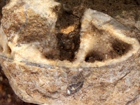 Une superbe ammonite dont les loges ont le contenu épigénisé en calcite. Photo Aude Bouillé