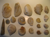 Récolte de Jacques: Bivalves, Brochiopodes et ammonites à identifier. Photo Jacques Dillon