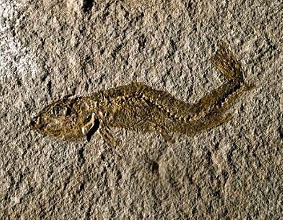 09-11Leptolepis sp., Toarcien inférieur Photo Site du Musée de Millau