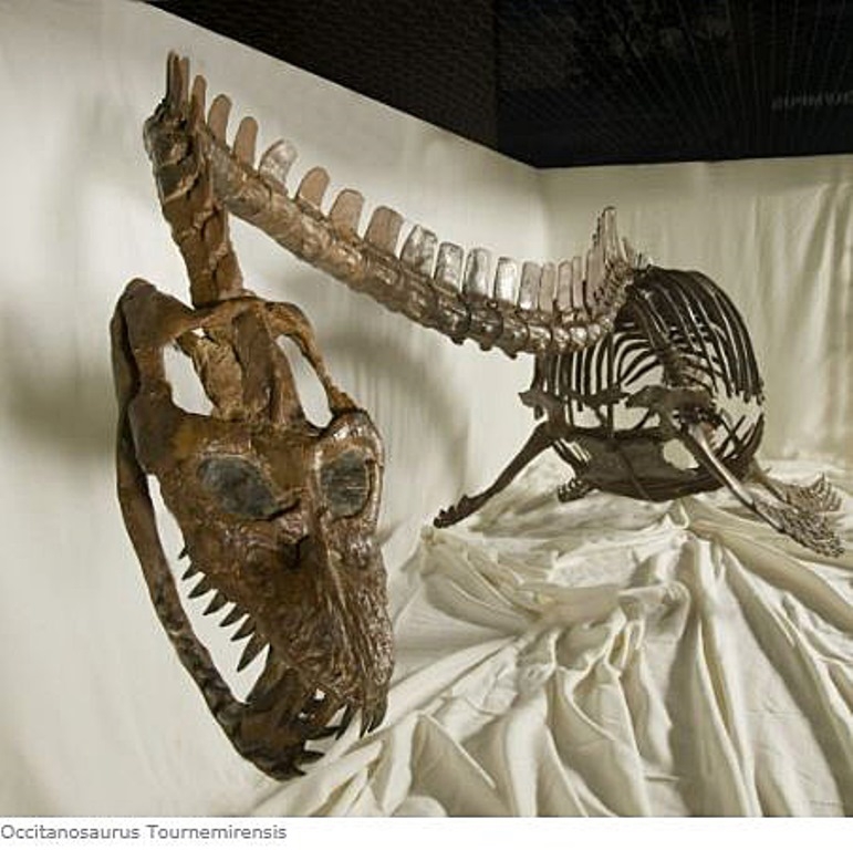 09-19 Occitanosaurustournemirensis - Elasmosaure du Toarcien supérieur Photo Site du Musée de Millau
