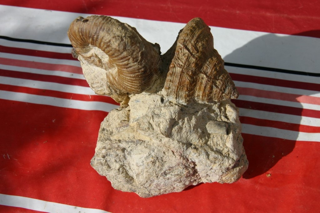 05-03 Ammonite indéterminée et Pleurotomaria armata ( collection de Guy )