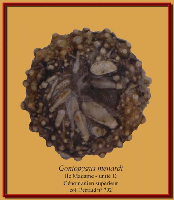 goniopygus-menardiradioles-ile-madame-1-891x1024