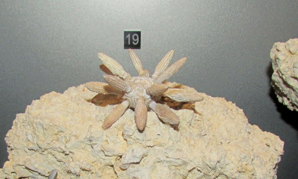 Au museum de La Rochelle: Balanocidaris marginata: radioles en connexion
