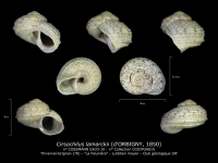 GA33-10 Cirsochilus lamarckii