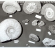 Vitrine Ammonites