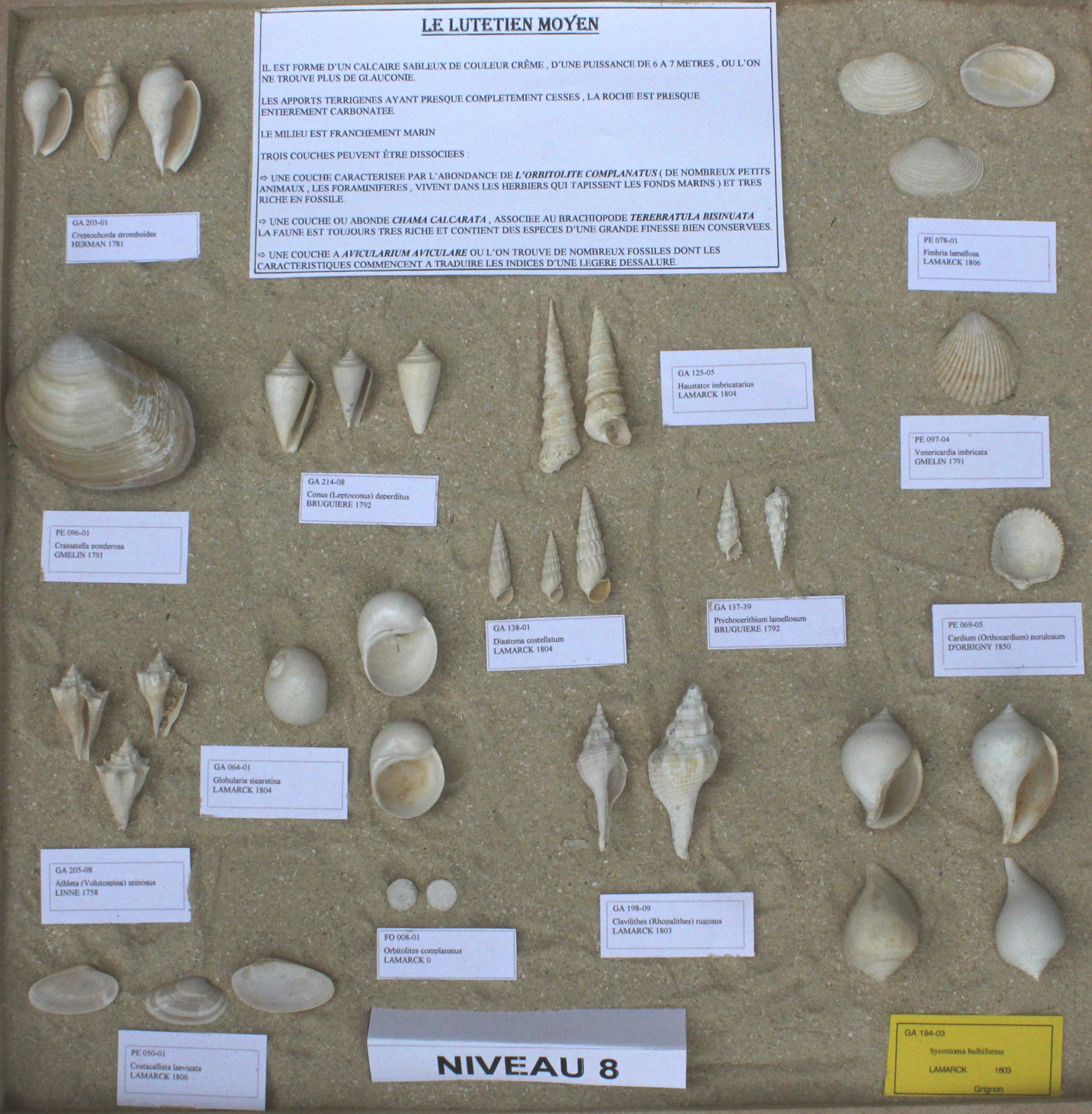 Fossiles du Niveau 08