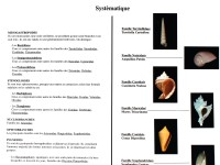 Classification des Gastéropodes