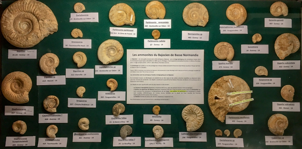 Ammonites du Bajocien Normand- Pièces de Jacques