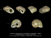 GA33-03 Collonia canalifera