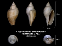 Cryptochorda stromboides