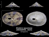 Diodora squamosa