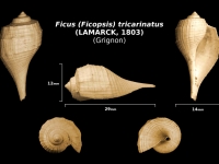 Ficus (Ficopsis) tricarinatus