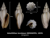 Volutilithes torulosus