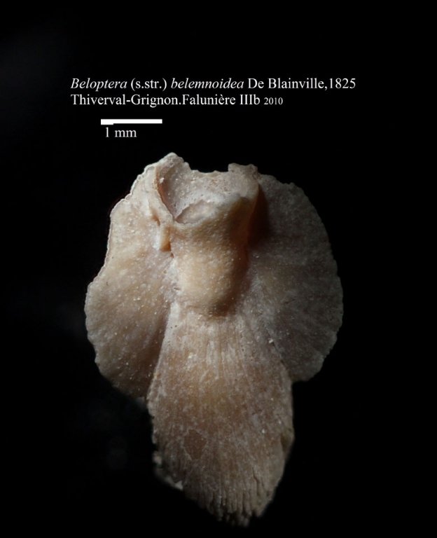 Beloptera belemnoïdea (Céphalopode) - Photo Hervé Lapierre