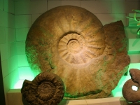 ammonite allemande-diamètre 1,5m
