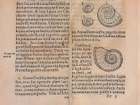 Conrad Gesner "De rerum fossilium lapidum et gemmarum maxime" (1565).