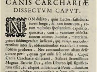 \"Canis carchariae dissectum caput\" - Nicoals Stenon, 1667