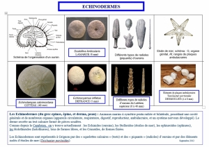 Echinoderme (1024x725)