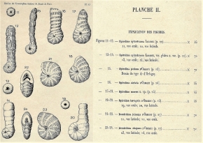 Spirolina - Révision des foraminifères du BP , Y. Le Calvez (1947)