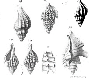 Description des animaux sans vertèbres découverts dans le bassin de Paris , Atlas T2  pl. 87 , Deshayes (1866),s 3