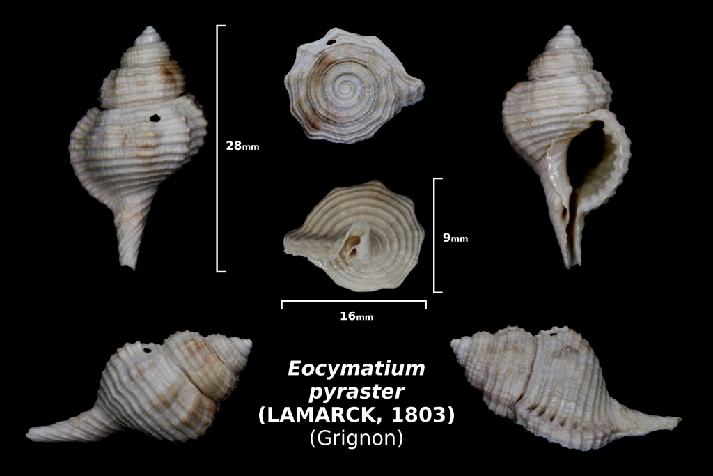 Eocymatium pyraster - photo Delphin 05/18