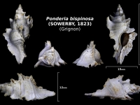Ponderia bispinosa - trouvé en avril 2018 dans la couche à Térébratules - photo Delphin 08/18