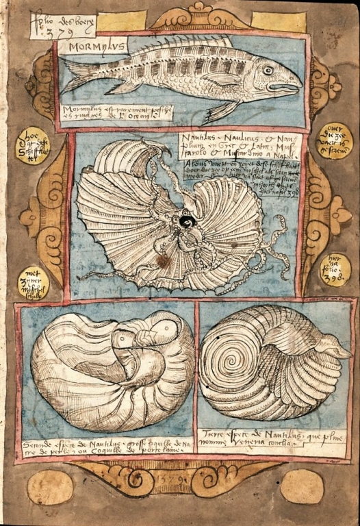 "Viestock" (Livre des poissons) - Coenen Adriaen (1580). Extraordinaire bestiaire manuscrit, dessiné et peint à la main. Représentation  d'argonaute et de nautile.