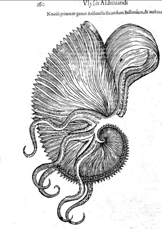 Aldrovandi Ulyssis  "De reliquis animalibus exanguibus libri quatuor" (1606)