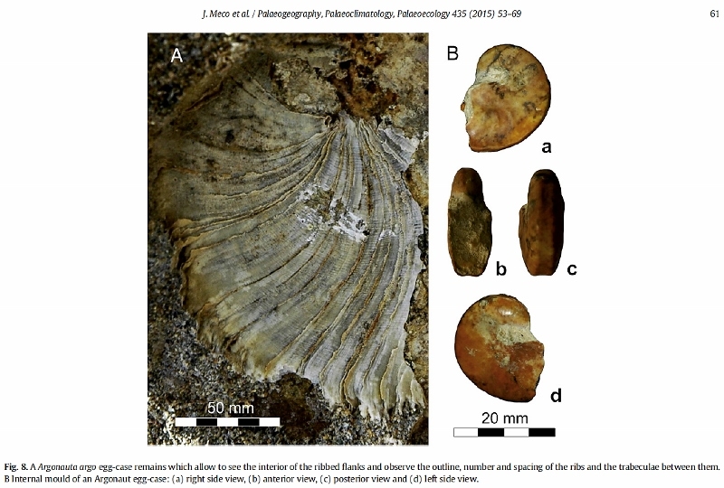 Fossile d'Argonauta argo trouvé dans les Canaries. Joaquin Meco, Anthony A. P. Koppers - The Canary Record of the Evolution of the North Atlantic Pliocene in ResearchGate (June 2015)
