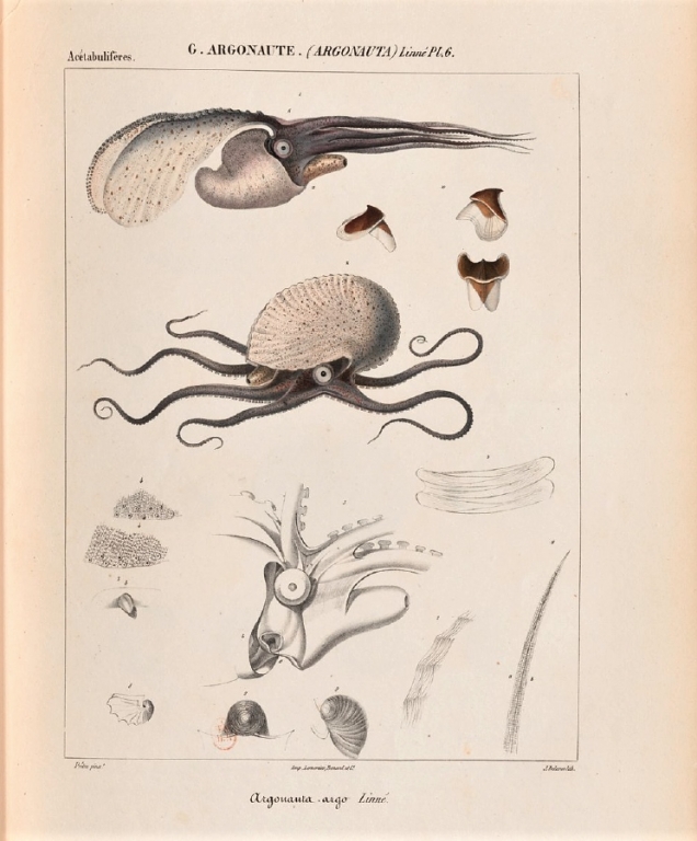 Alcide d'Orbigny - Histoire naturelle - Planche Argonauta argo (1835)