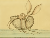 George Shaw rédacteur "The Naturalist's Miscellany" n33 (1792), Frederick Polydore Illustrateur - Argonaute papiracé