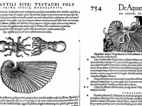 Conrad Gesner -  "Historiae animalium" Livre III (1558)