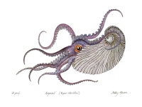Illustration d'Argonaute - Debby Mason