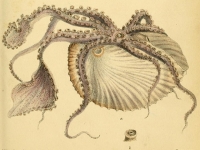 L. A. Reeve "Initiamenta conchologica"' (1846-1849) - Argonauta argo