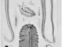 Cuvier "Règne animal" iconographie (1817). En haut gauche et droite : "hectocotyle" de l'argonaute.