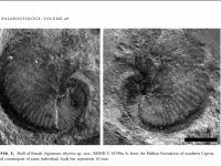 Fossile d'Argonauta absyrtus trouvé à Chypre - David M. Martill and Michael J. Barker in Paleontology (2006)