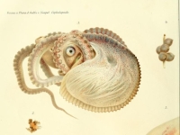 Giuseppe Jatta - I Cefalopodi viventi nel Golfo di Napoli (sistematica), Art by Comingio Merculiano, R. Friedländer & Sohn, 1896
